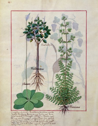 Illustrazione dal Libro delle Semplici Medicine di Mattheaus Platearius 155v da Robinet Testard